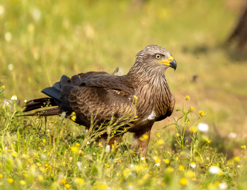 Sort Glente. Hide La Cañada, Monfragüe  forår 2025