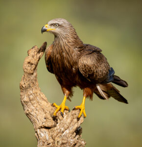 Sort Glente. Hide La Cañada, Monfragüe  forår 2025