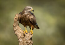 Sort Glente. Hide La Cañada, Monfragüe  forår 2025