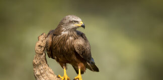 Sort Glente. Hide La Cañada, Monfragüe  forår 2025