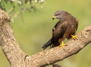 Sort Glente. Hide La Cañada, Monfragüe  forår 2025