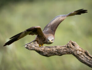 Sort Glente. Hide La Cañada, Monfragüe  forår 2025