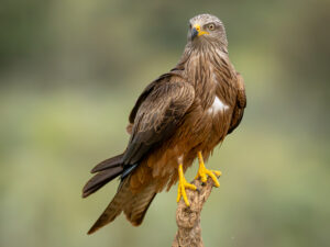 Sort Glente. Hide La Cañada, Monfragüe  forår 2025