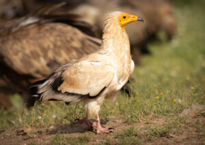 Ådselgrib – Hide La Cañada de Monfragüe maj 2025