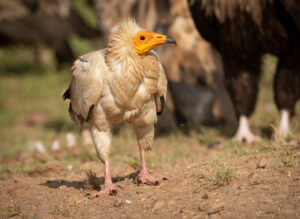 Ådselgrib – Hide La Cañada de Monfragüe maj 2025