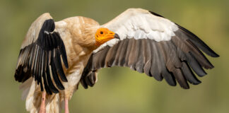 Ådselgrib – Hide La Cañada de Monfragüe maj 2025