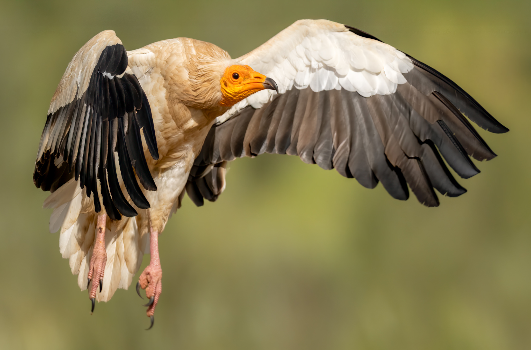 Ådselgrib – Hide La Cañada de Monfragüe maj 2025