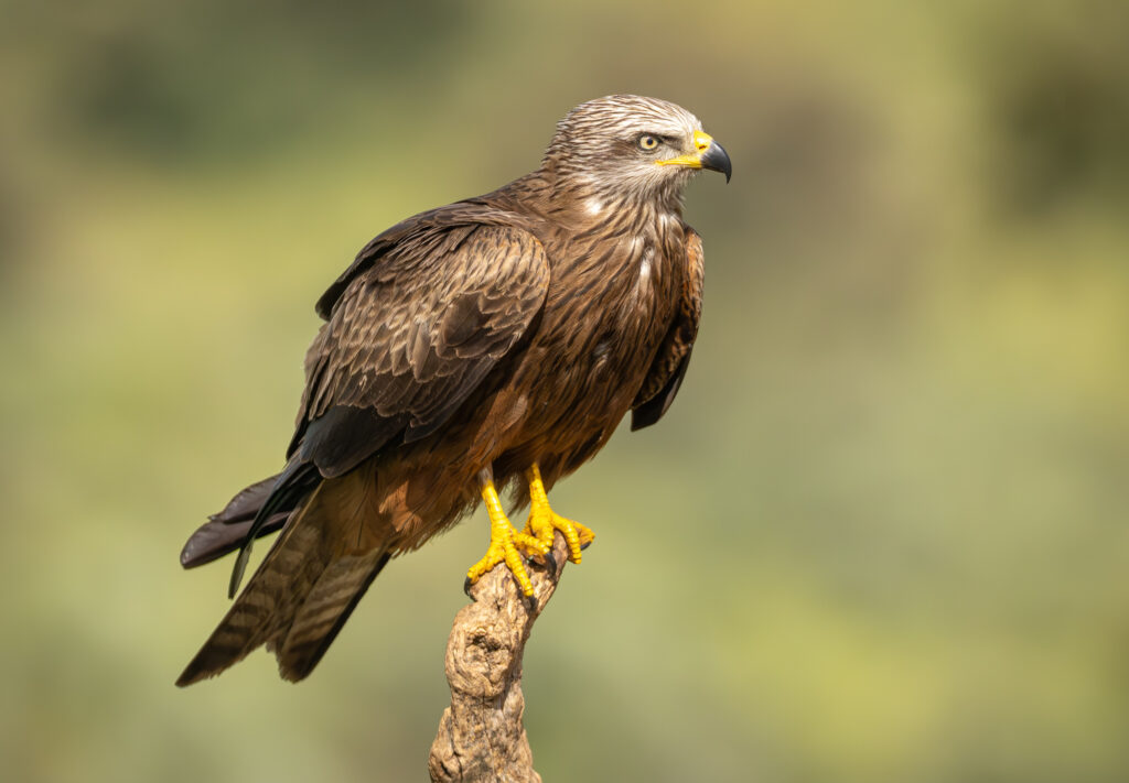 Sort Glente. Hide La Cañada, Monfragüe  forår 2025