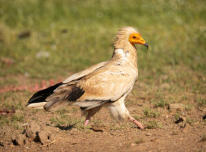 Ådselgrib – Hide La Cañada de Monfragüe maj 2025