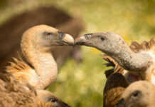 Gåsegrib. Hide La Cañada forår 2025