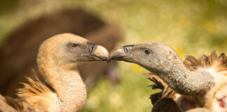 Gåsegrib. Hide La Cañada forår 2025