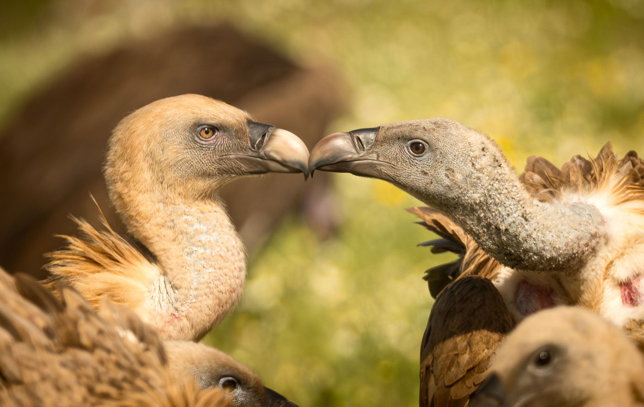 Gåsegrib. Hide La Cañada forår 2025