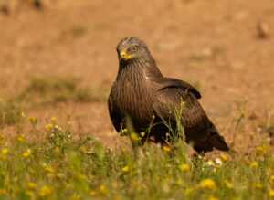 Sort Glente. Hide La Cañada, Monfragüe  forår 2025