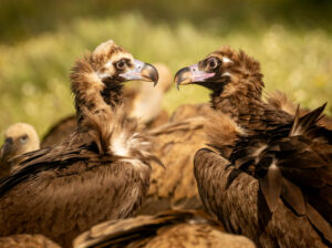 Munkrgrib. Hide La Cañada, Monfragüe  forår 2025