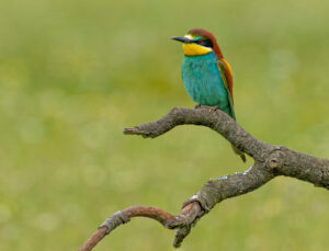 Biæder. Extremadura forår 2025