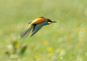 Biæder. Extremadura forår 2025