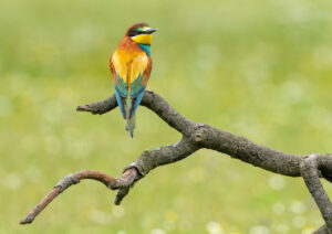 Biæder. Extremadura forår 2025