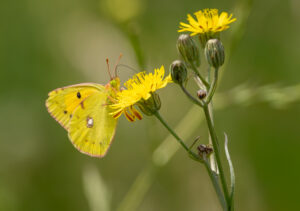 Orange Høsommerfugl. Extremadura forår 2025