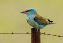 Ellekrage - Extremadura forår 2025