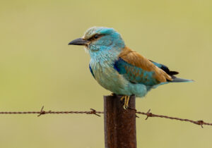 Ellekrage - Extremadura forår 2025