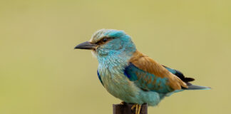 Ellekrage - Extremadura forår 2025