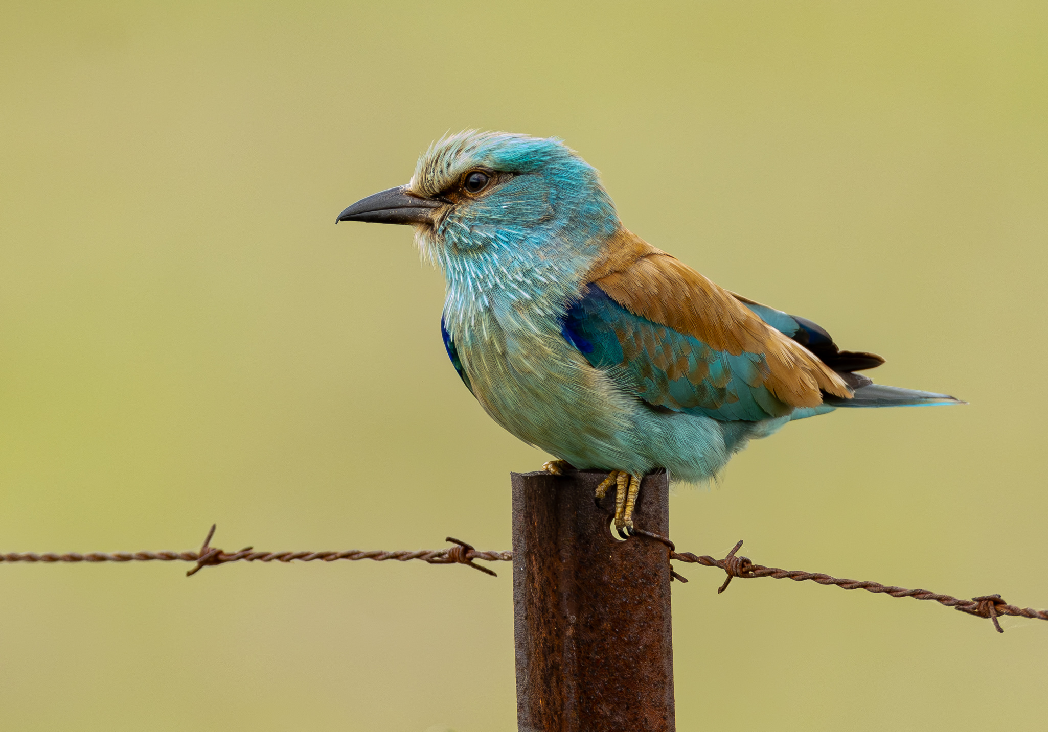 Ellekrage - Extremadura forår 2025