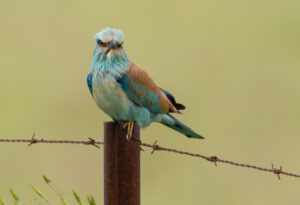 Ellekrage - Extremadura forår 2025