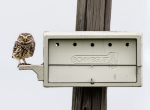 Kirkeugle - Extremadura forår 2025