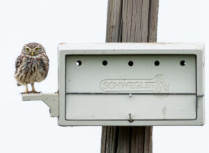 Kirkeugle - Extremadura forår 2025