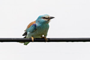 Ellekrage - Extremadura forår 2025