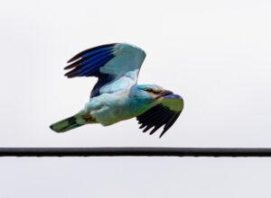 Ellekrage - Extremadura forår 2025