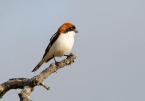 Rødhovedet Tornskade - Extremadura forår 2025