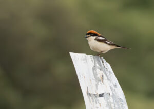 Rødhovedet Tornskade - Extremadura forår 2025