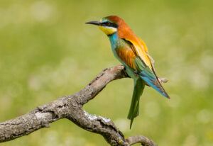 Biæder. Extremadura forår 2025