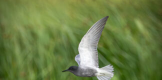 Sortterne. Laguna De Fuente Piedra, Andalusien maj 2025