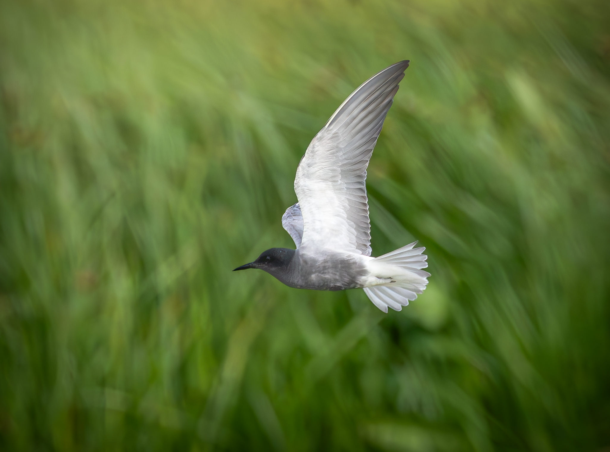 Sortterne. Laguna De Fuente Piedra, Andalusien maj 2025