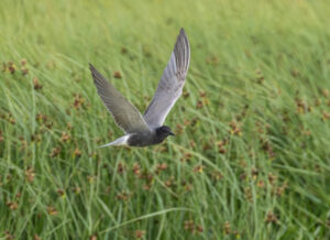 Sortterne. Laguna De Fuente Piedra, Andalusien maj 2025