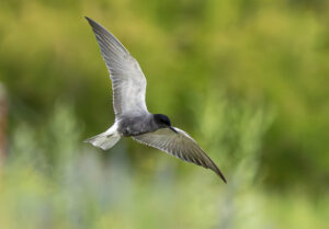 Sortterne. Laguna De Fuente Piedra, Andalusien maj 2025