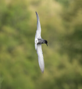 Sortterne. Laguna De Fuente Piedra, Andalusien maj 2025