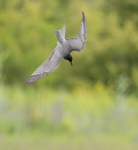 Sortterne. Laguna De Fuente Piedra, Andalusien maj 2025