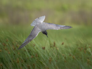 Sortterne. Laguna De Fuente Piedra, Andalusien maj 2025