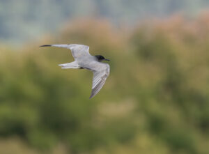 Sortterne. Laguna De Fuente Piedra, Andalusien maj 2025