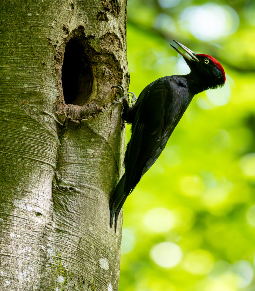 Sortspætte. Feldborg Plantage forår 2025