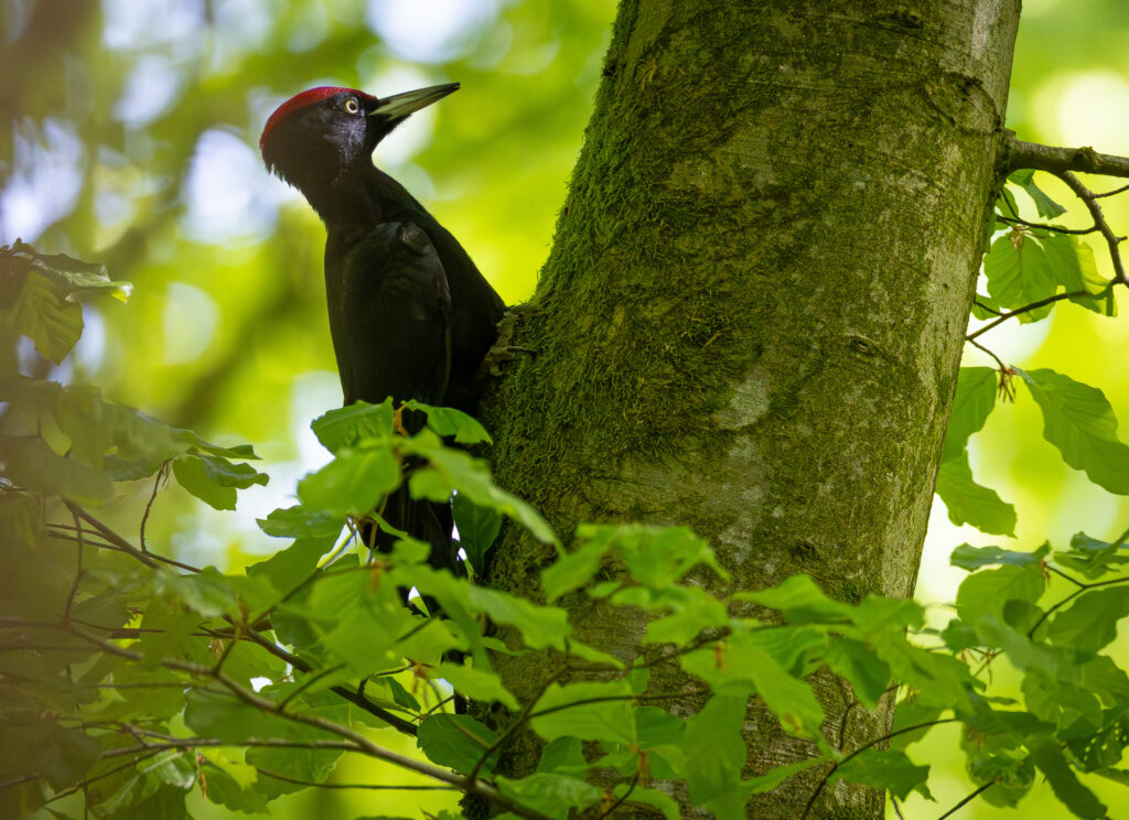 Sortspætte. Feldborg Plantage forår 2025