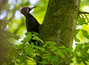 Sortspætte. Feldborg Plantage forår 2025