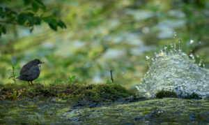 Juvenil Vandstær - Midtjylland maj 2025