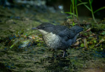 Juvenil Vandstær - Midtjylland maj 2025