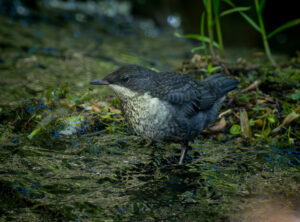 Juvenil Vandstær - Midtjylland maj 2025