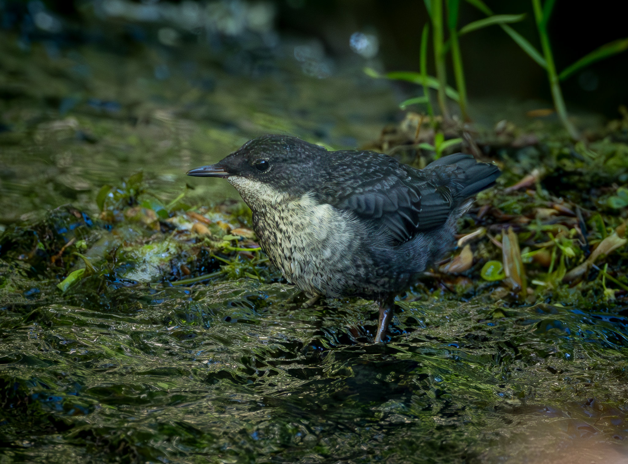 Juvenil Vandstær - Midtjylland maj 2025