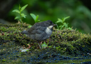 Juvenil Vandstær - Midtjylland maj 2025